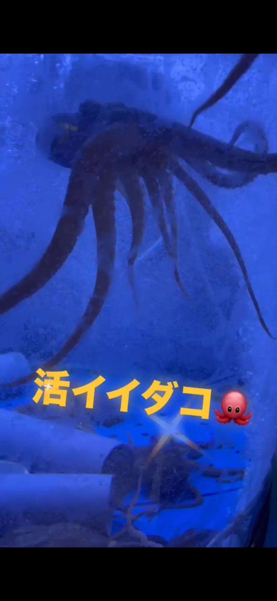 新メニュー始めます🐙